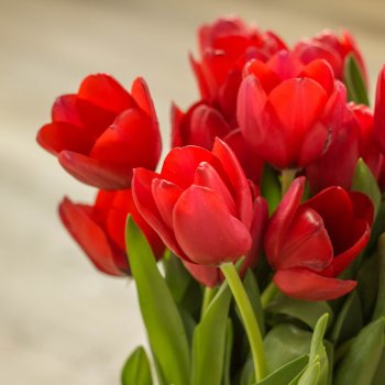 Kytice 10 červených čerstvých tulipánů