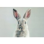 Pohlednice Králík – Hledejceny.cz