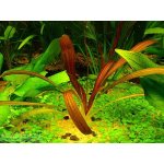 Echinodorus Rubin narrow leaf - Šípatkovec Rubin Narrow Leaf – Zboží Dáma