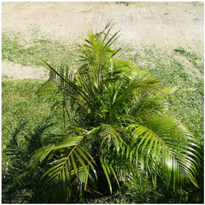 Palma madagaskarská - Dypsis madagascariensis - prodej semen - 3 ks