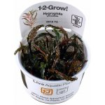 Hygrophila pinnatifida - Mokřanka peřenoklaná – Zboží Dáma