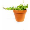 Květina Gardners Peperomia prostrata, průměr 6 cm Peperomie, pepřinec