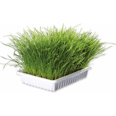 Trixie Tráva Cat v misce 100 g – Zbozi.Blesk.cz