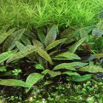 Cryptocoryne purpurea – Zboží Dáma