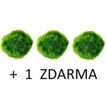 Cladophora aegagropila - Mechová koule 4 ks – Zboží Mobilmania