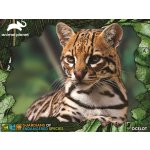 PRIME 3D PUZZLE GES Ocelot 100 ks – Hledejceny.cz