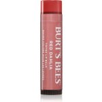 Burt´s Bees Tinted Lip Balm balzám na rty Red Dahlia 4,25 g – Sleviste.cz