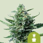 Royal Queen Seeds Royal Jack AUTO semena neobsahuji THC 3 ks – Sleviste.cz