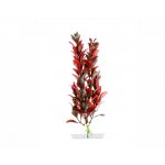 JK Red Ludwigia 18-21 cm – Hledejceny.cz