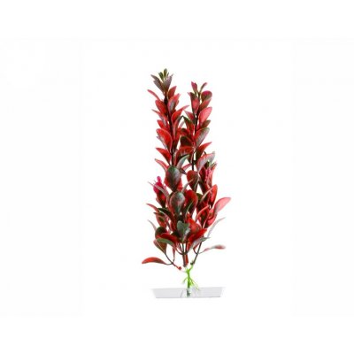 JK Red Ludwigia 18-21 cm – Hledejceny.cz