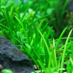 Littorela uniflora – Hledejceny.cz