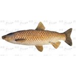 Gaby Polštář Amur Giant 103 cm – Zboží Dáma