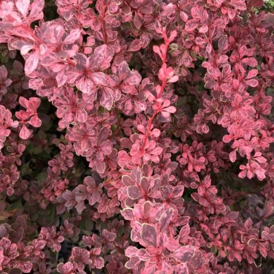 Berberis thunbergii 'Silver Beauty' Prodejní velikost: 020/030, Velikost hrnku: 0,5 l – Zbozi.Blesk.cz