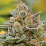 Anesia Seeds Big Bazooka AUTO semena neobsahují THC 10 ks – Sleviste.cz