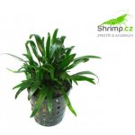 Cryptocoryne parva - Kryptokoryna nízká – Hledejceny.cz