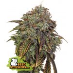 Seedstockers Gelato 41 AUTO semena neobsahují THC 3 ks – Hledejceny.cz