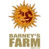 Semeno konopí Barney's Farm Crimea Blue semena neobsahují THC 10 ks