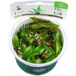 Cryptocoryne usteriana - Kryptokoryna kalatkolistá – Zboží Dáma