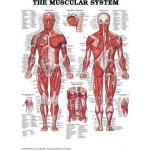 Svalová soustava MUŽ 50,8x66cm – Zboží Dáma
