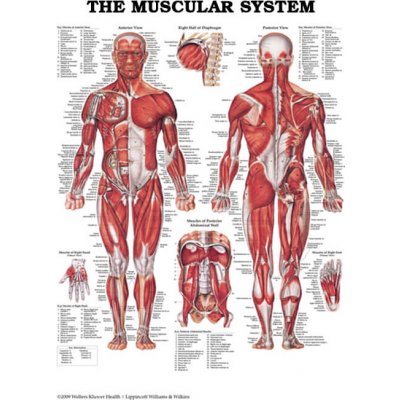 Svalová soustava MUŽ 50,8x66cm – Zboží Dáma