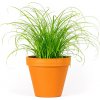 Květina Gardners Cyperus Zumula, průměr 12 cm Šáchor, kočičí tráva