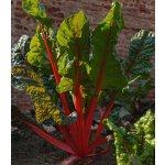 Mangold řapíkatý červený - Beta vulgaris - semena - 50 ks – Zboží Mobilmania
