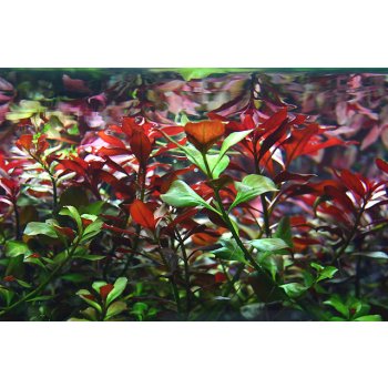 Ludwigia repens - Zakucelka plazivá