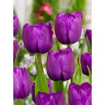 Tulipán 'Negrita' 5 ks Velikost hlíz: 10/11 – Sleviste.cz
