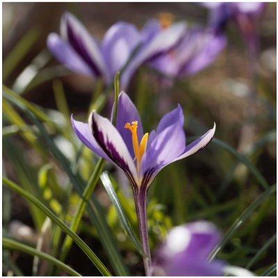 Krokus Spring Beauty - Crocus minimus - hlízy krokusů - 3 ks