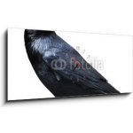 Obraz s hodinami 1D panorama - 120 x 50 cm - Black raven. Bird isolated on white. Černý havran. Pták izolovaných na bílém. – Hledejceny.cz