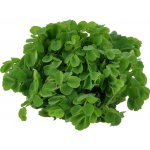 Salvinia auriculata – Zboží Dáma