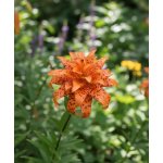 Lilie 'Flore Pleno' 1 ks – Zboží Dáma