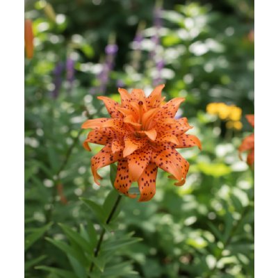 Lilie 'Flore Pleno' 1 ks – Zboží Dáma