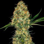 Sensi Seeds Hindu Kush semena neobsahují THC 5 ks – Zboží Mobilmania