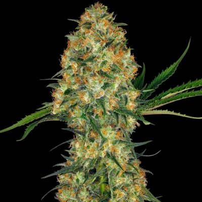 Sensi Seeds Hindu Kush semena neobsahují THC 5 ks – Zboží Mobilmania
