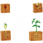 SAFARI Životní cyklus Zelená fazole – Hledejceny.cz