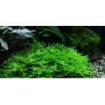 Taxiphyllum sp. Spiky Moss – Sleviste.cz
