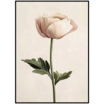 Jen tak z lásky Plakát Pryskyřník (Ranunculus) Rozměr plakátu: A4 (21 x 29,7 cm) – Hledejceny.cz