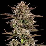 Barney´s Farm Frosted Zinn x 3 Bears OG Auto semena neobsahují THC 10 ks – Sleviste.cz