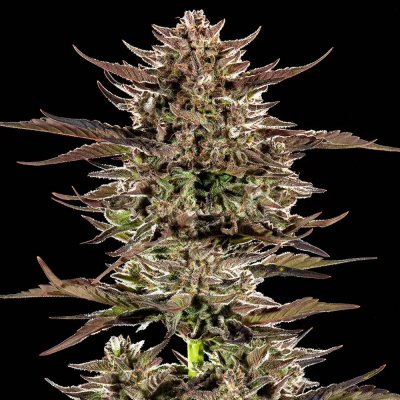 Barney´s Farm Frosted Zinn x 3 Bears OG Auto semena neobsahují THC 10 ks – Sleviste.cz