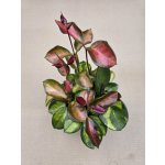 Hoya Australis Trikolor extra vybarvená – Hledejceny.cz