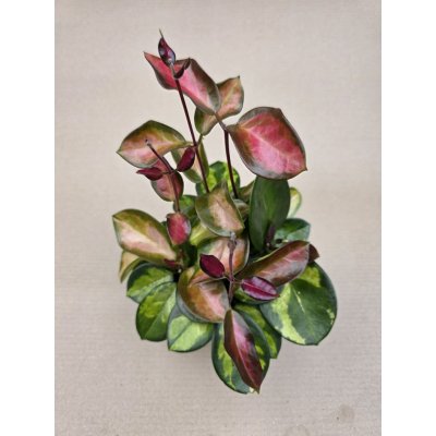 Hoya Australis Trikolor extra vybarvená – Hledejceny.cz