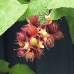 Ostružiník japonský BIO Hof:Obst výška 30-40 cm květináč 15 cm – Zboží Dáma