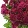 Růžová růže trsová CHEYENNE 40cm/4+