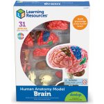 Learning Resources Anatomický model mozku – Zbozi.Blesk.cz