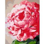 Rosa - Malování podle čísel Květina pivoňka 35 x 45 cm – Zboží Dáma