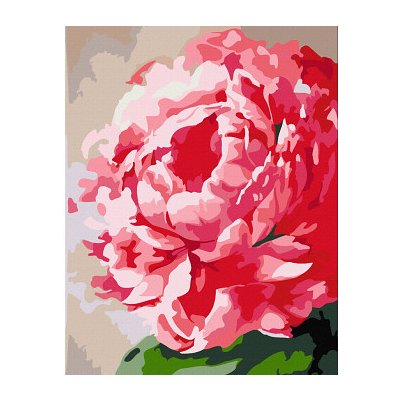 Rosa - Malování podle čísel Květina pivoňka 35 x 45 cm – Zboží Dáma