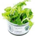 Hygrophyla difformis - Mokřanka trojkvětá – Sleviste.cz