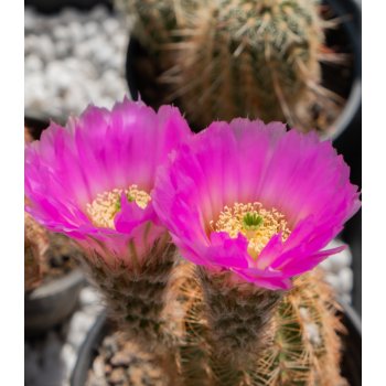 Semena kaktusů - Echinocereus reichenbachii - růžová barva -semena - 8 ks