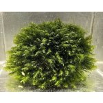 Fissidens fontanus - Phoenix moss – Zboží Dáma